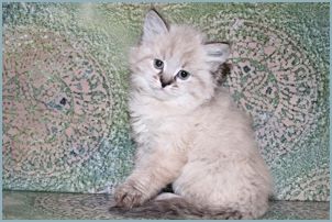 Male Siberian Kitten from Deedlebug Siberian